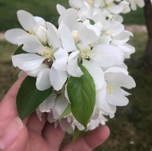 Meet your Posher, Allie